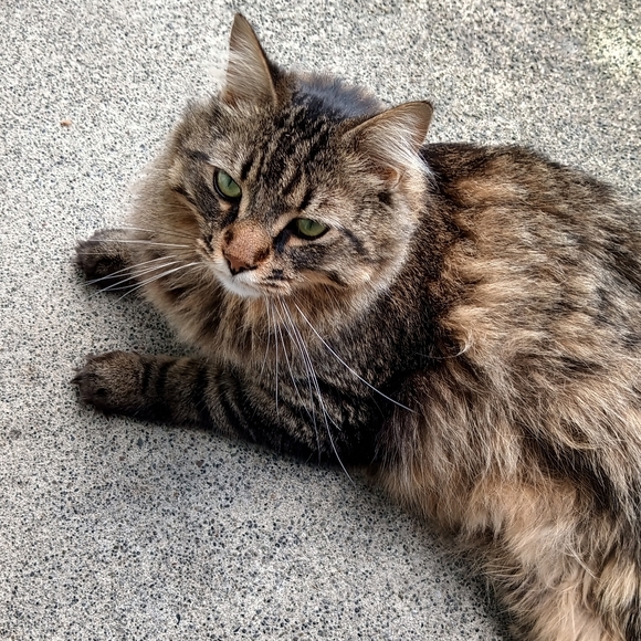 Meet your Posher, Oscie - Picture 4 of 4